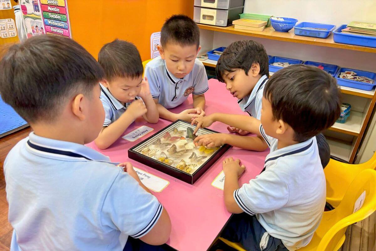 Preschool children in Singapore at Starshine Montessori examining a butterfly and insect collection, learning about nature and biology through hands-on discovery in the classroom.